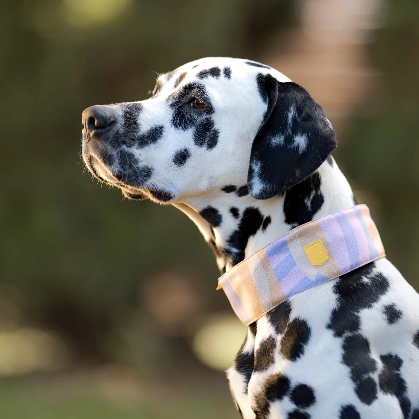 Sunshower Weiches Martingale Hundehalsband