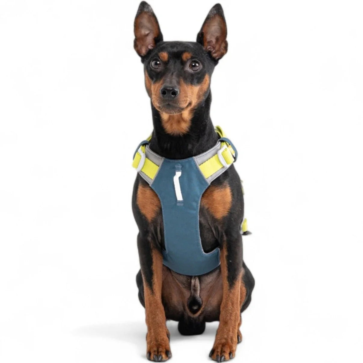 Alpha 360 Hundegeschirr Deep Teal