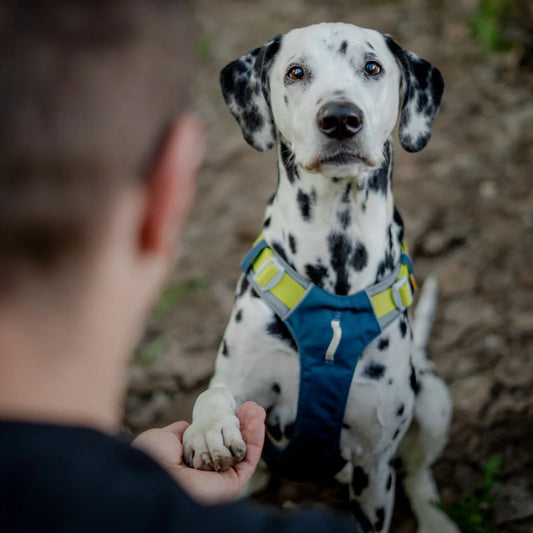 Alpha 360 Hundegeschirr Deep Teal
