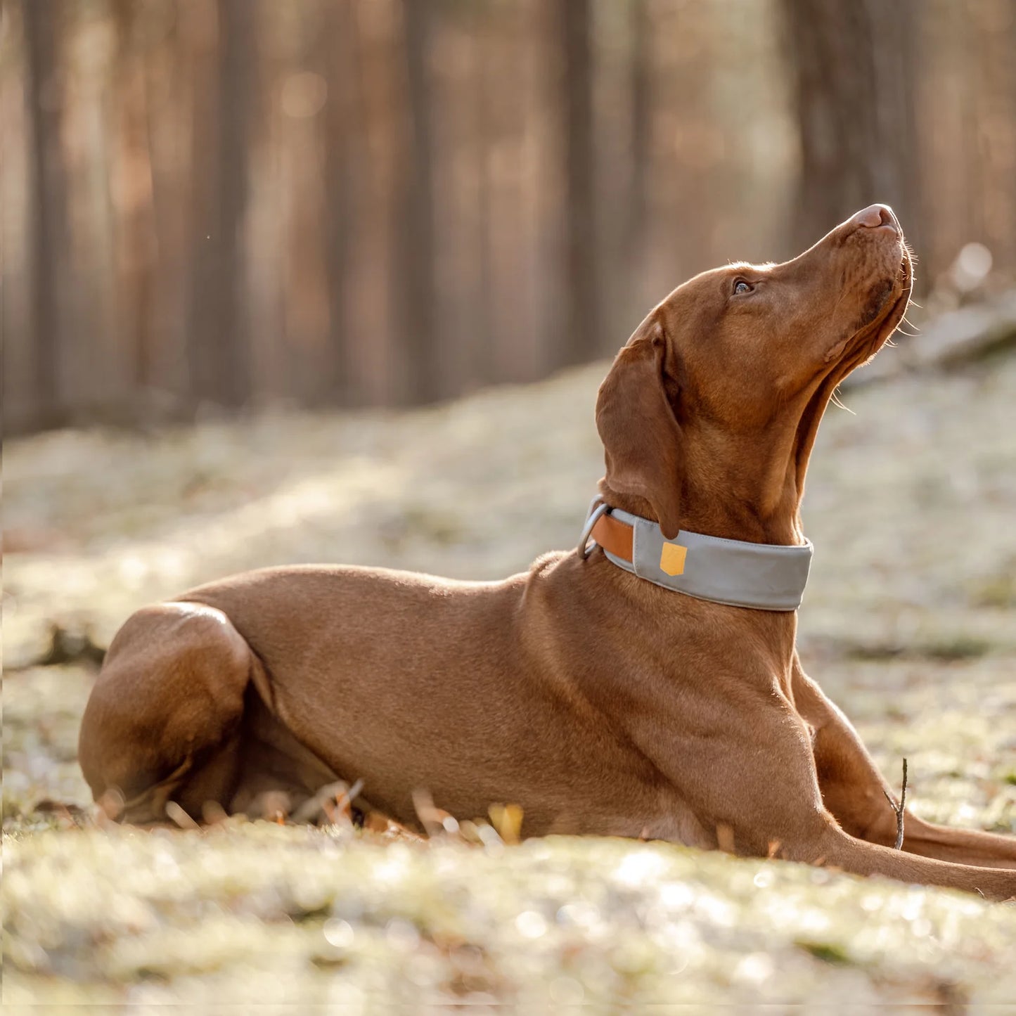 Alpha 360 Hundehalsband Glacier Green