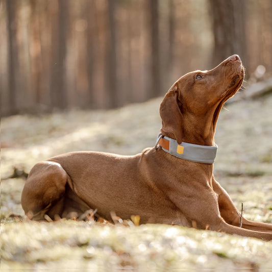 Alpha 360 Hundehalsband Glacier Green