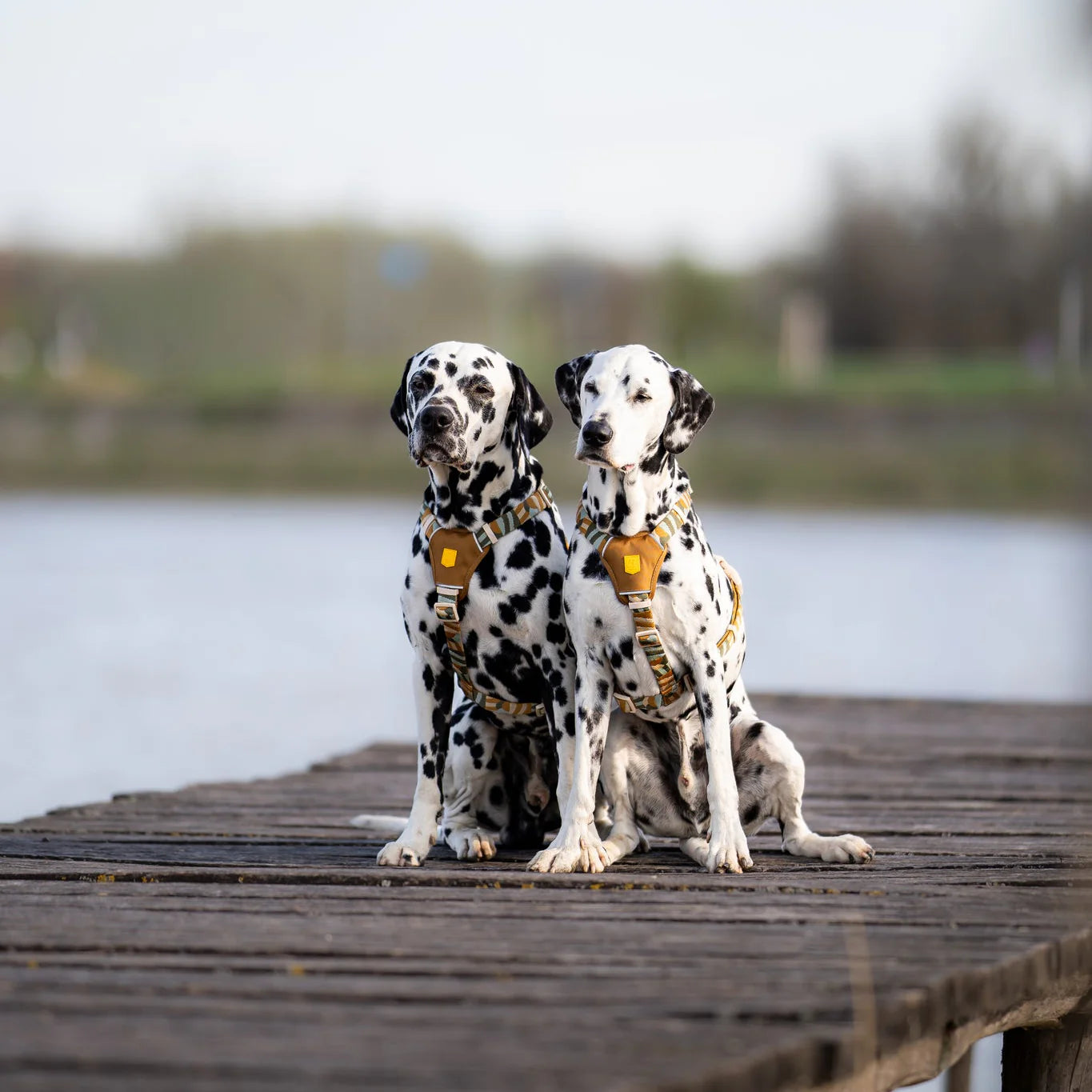Cloudbeam Hundegeschirr