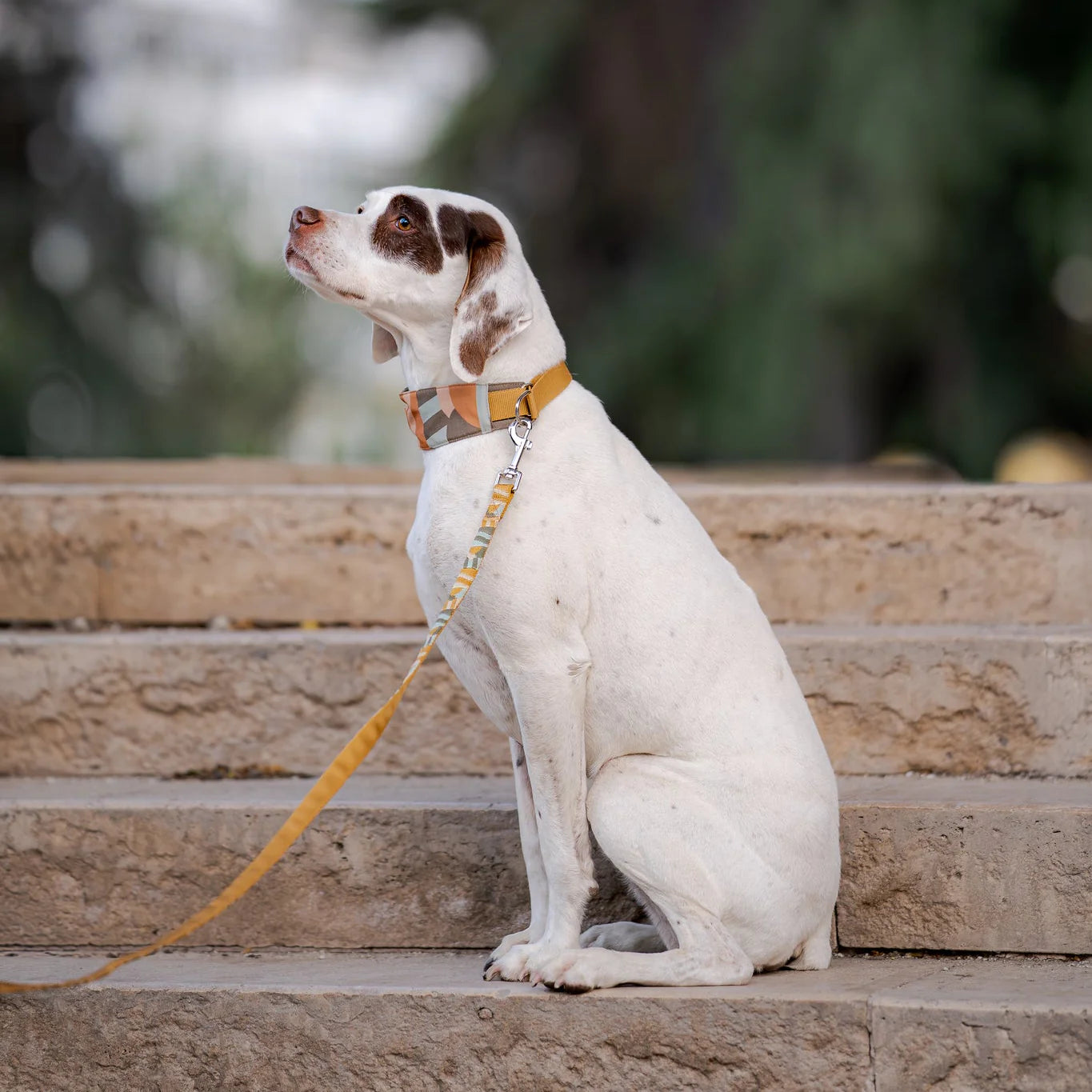 Cloudbeam Weiches Martingale Hundehalsband