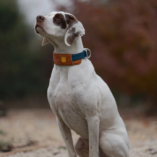 Alpha 360 Hundehalsband Terracotta Mix