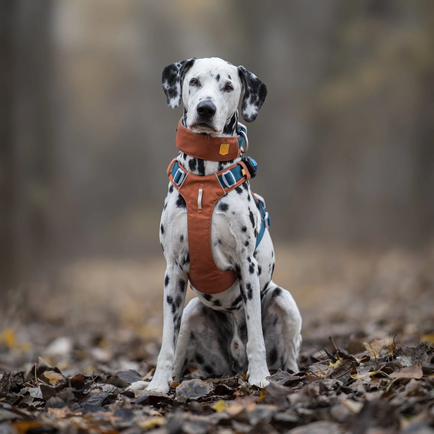 Alpha 360 Hundegeschirr Terracotta Mix