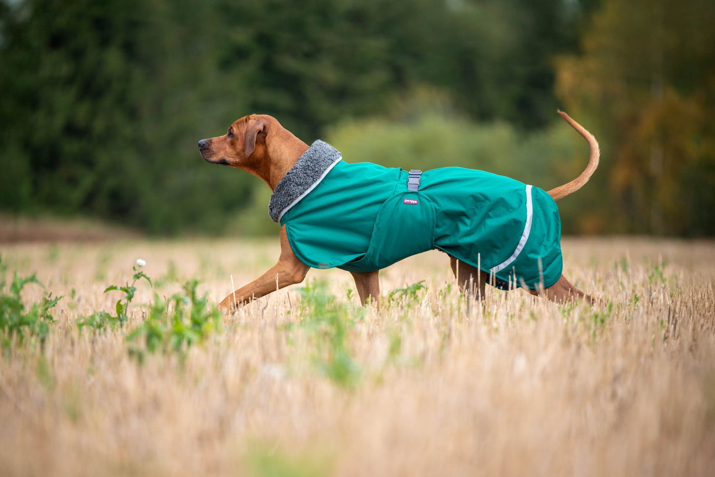 PerusPomppa - Winter coat with harness opening