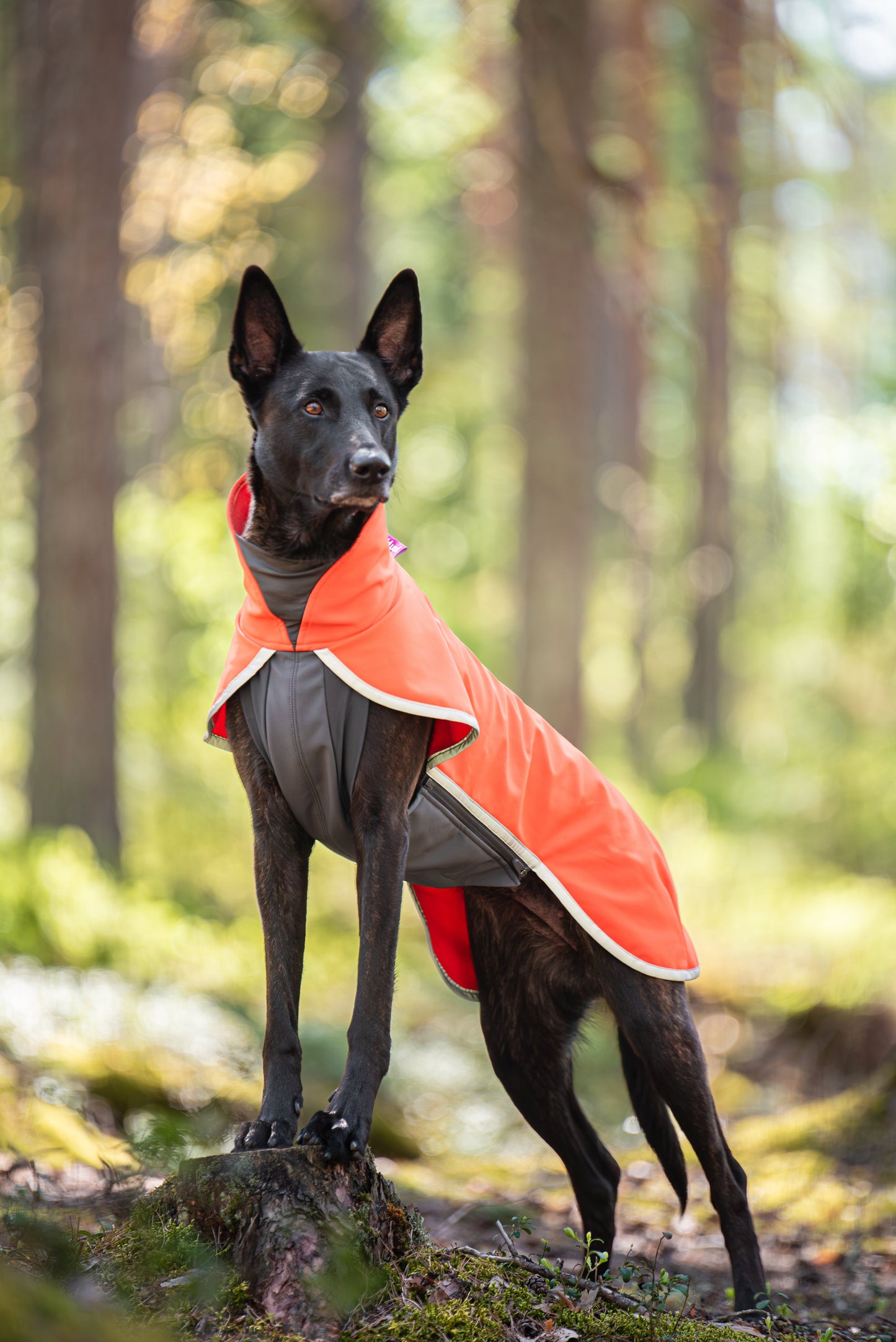 SporttiPomppa - the Softshell Coat