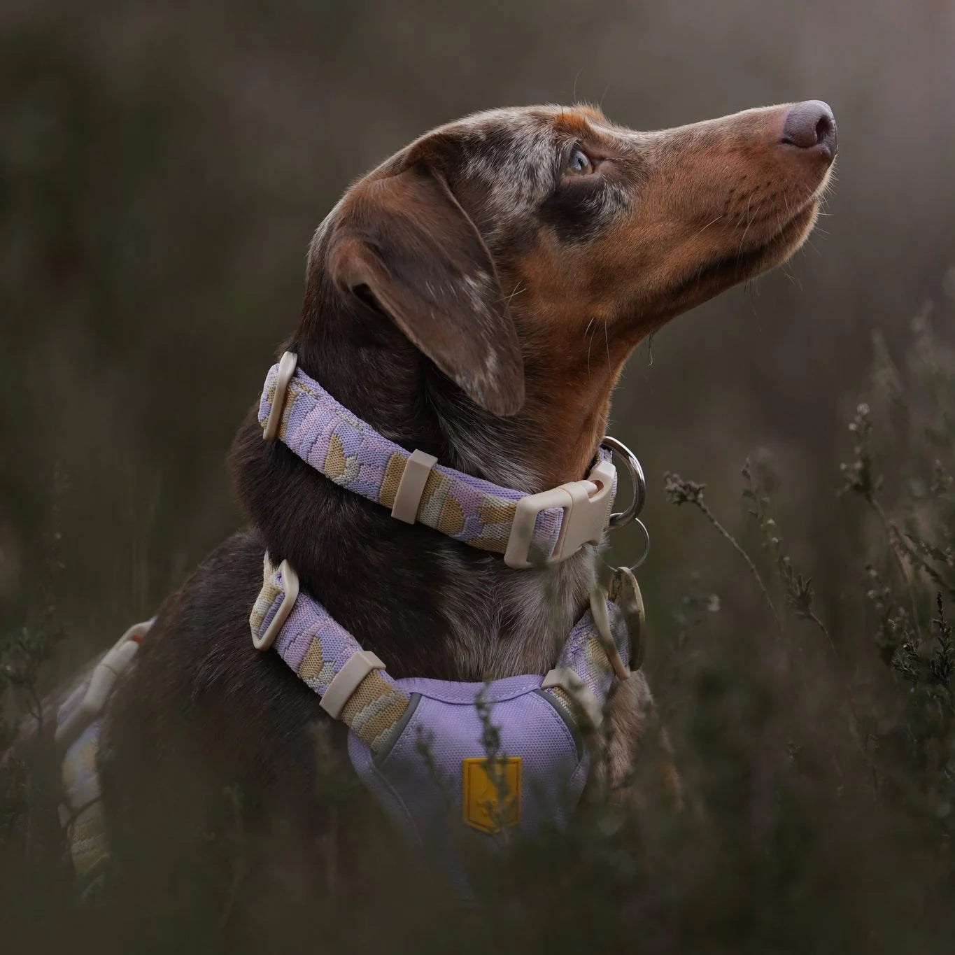 Sunshower Hundehalsband