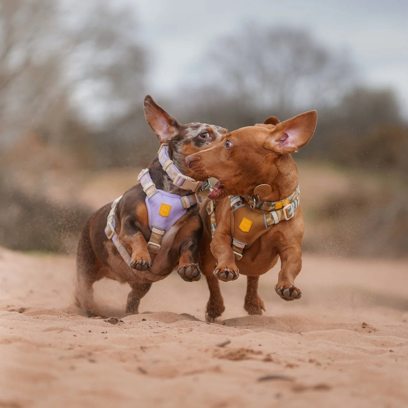 Sunshower Hundegeschirr
