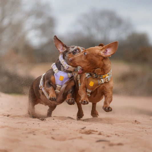 Sunshower Hundegeschirr