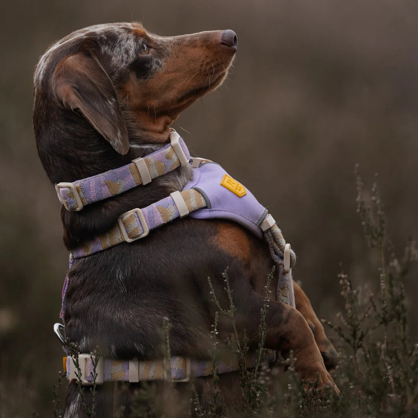 Sunshower Hundegeschirr