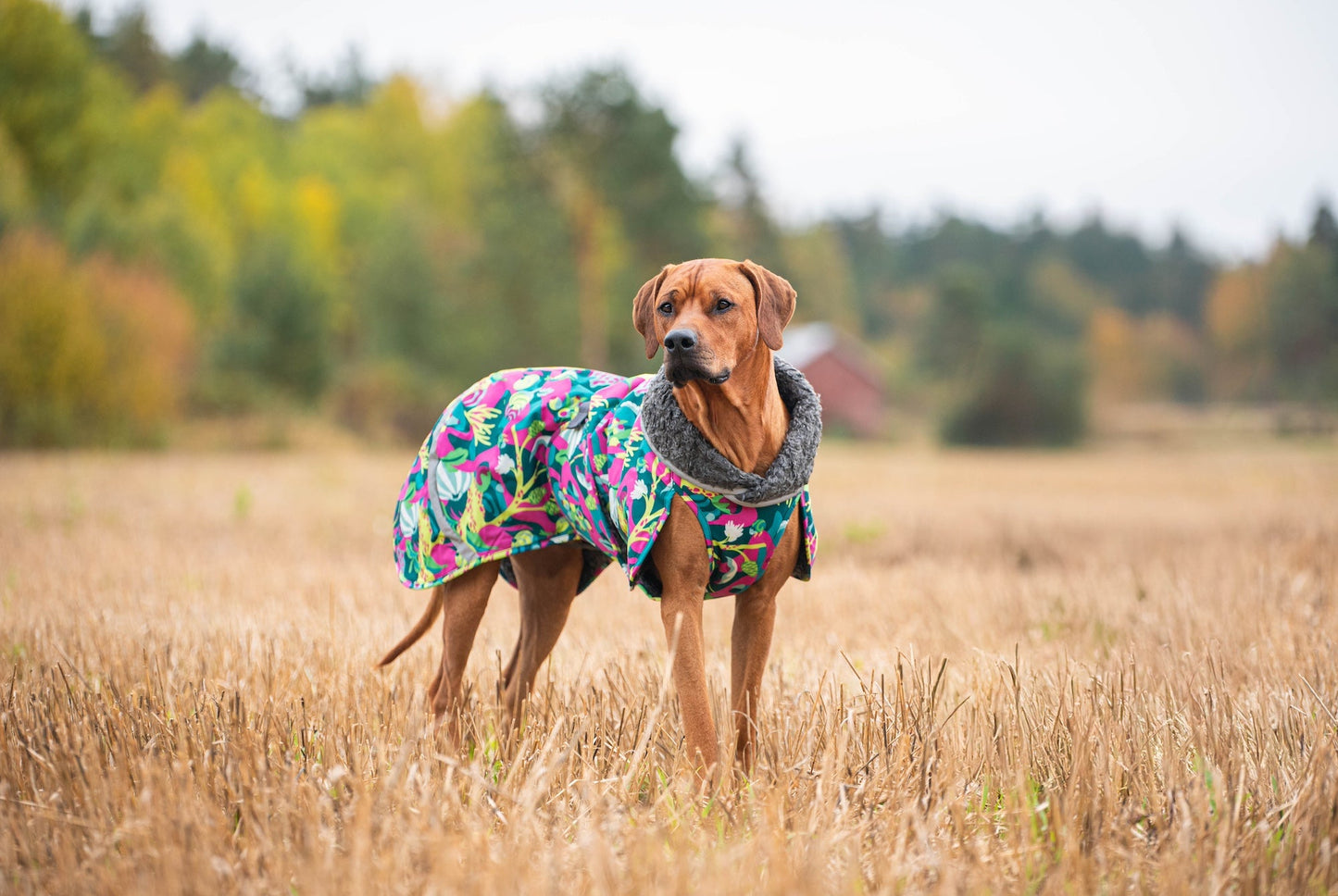 ToppaPomppa - thickly padded winter coat with harness opening