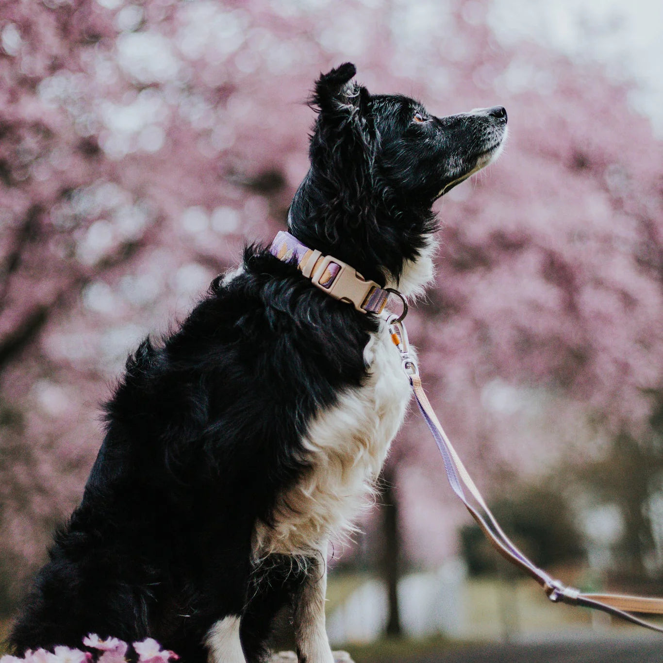Sunshower Hundehalsband