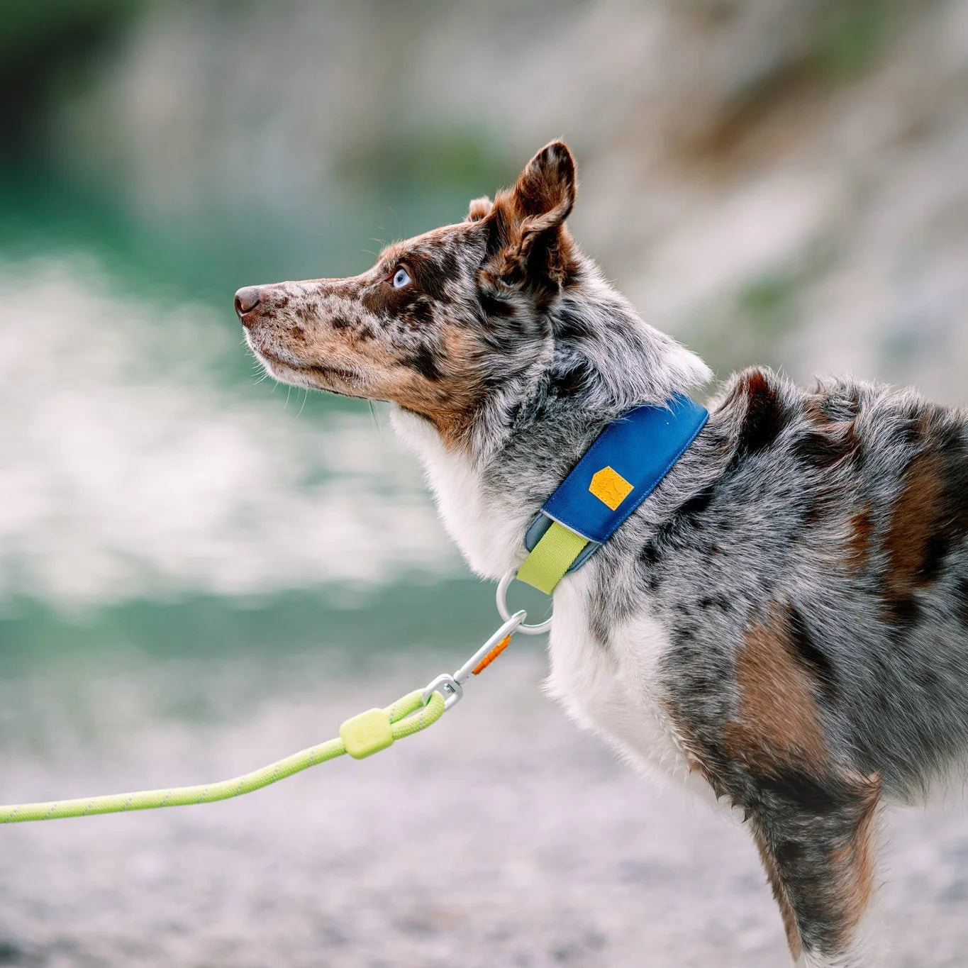 Alpha 360 Hundehalsband Deep Teal