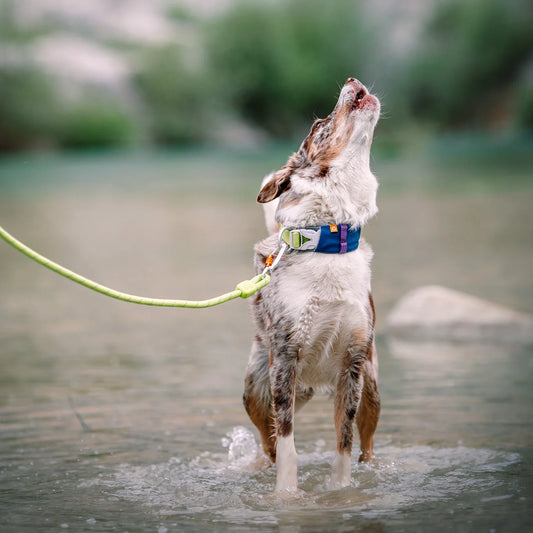 Alpha 360 Hundehalsband Deep Teal