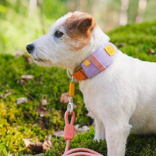 Alpha 360 Hundehalsband Lavendel