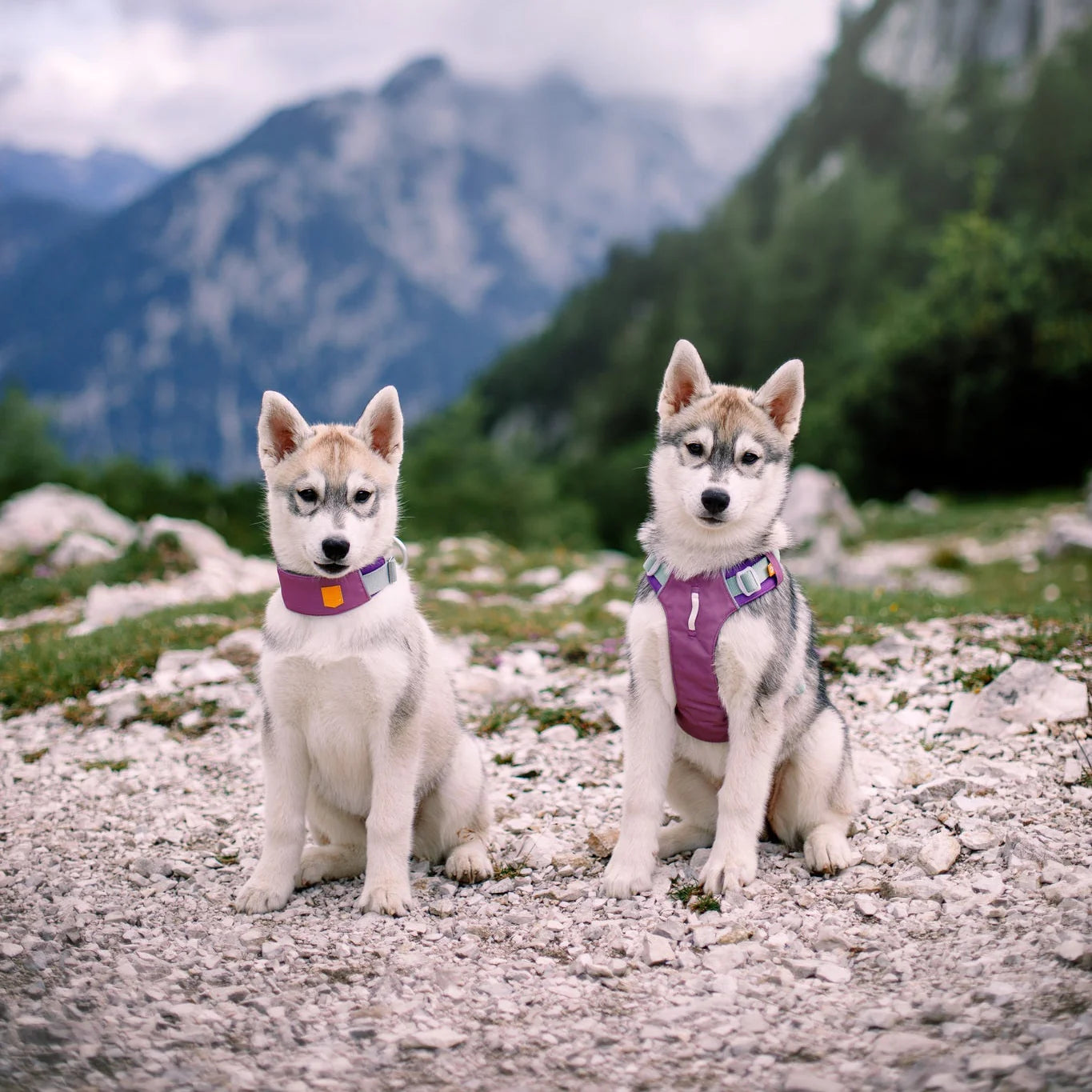 Alpha 360 Hundegeschirr Mauve Mix