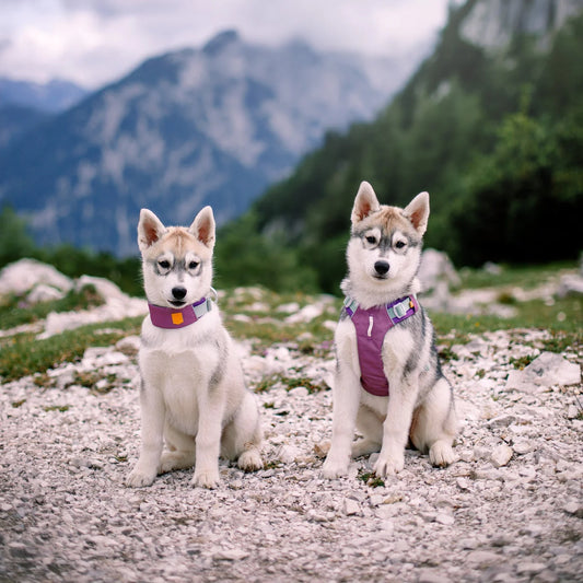 Alpha 360 Hundegeschirr Mauve Mix