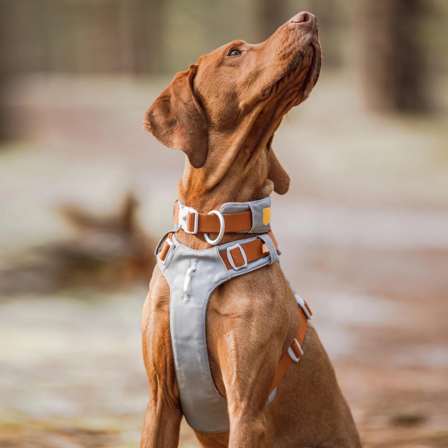 Alpha 360 Hundehalsband Glacier Green