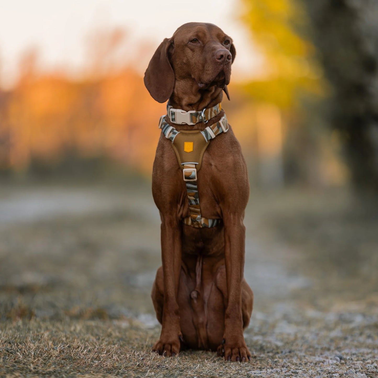 Cloudbeam Hundegeschirr