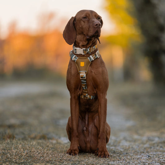 Cloudbeam Hundegeschirr