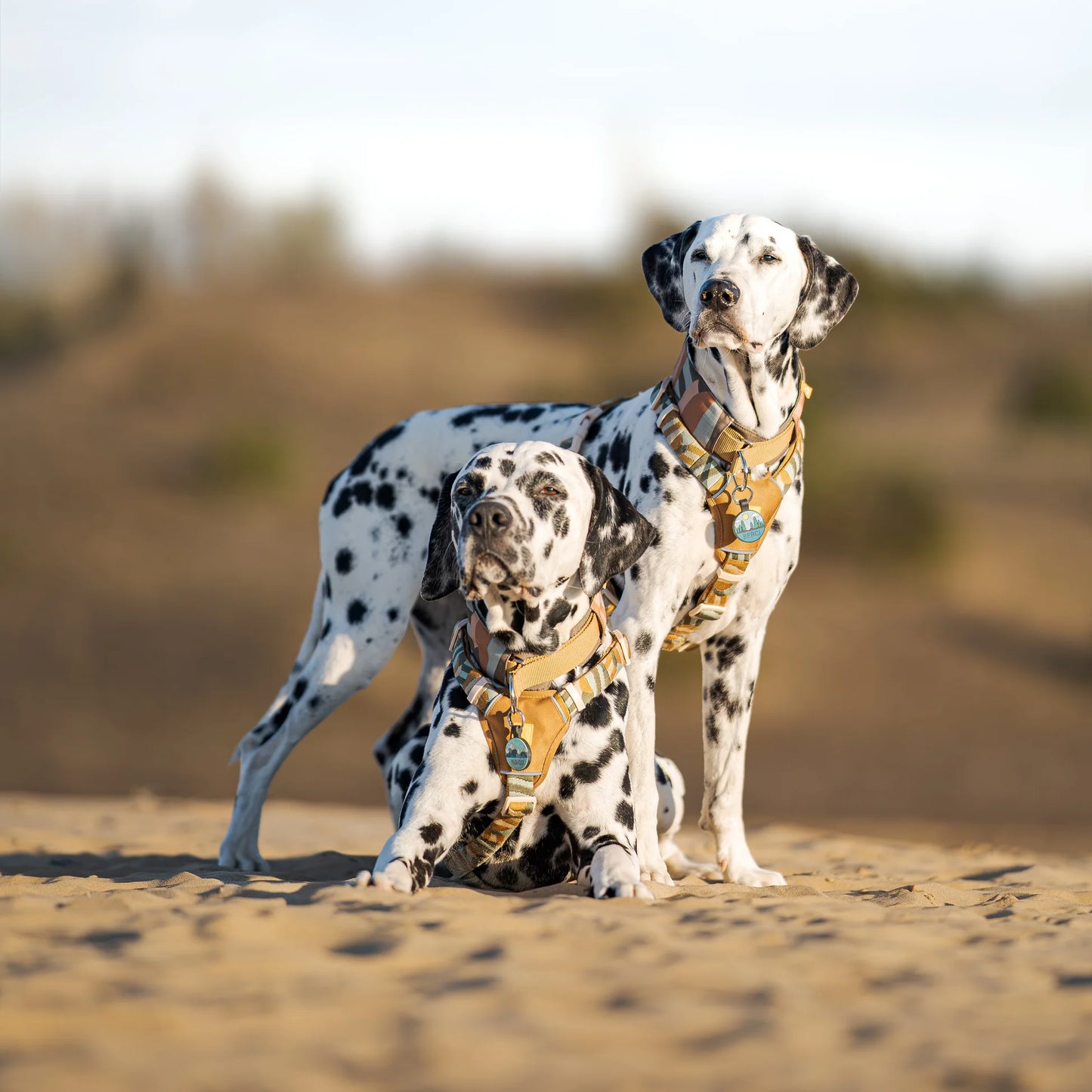 Cloudbeam Hundegeschirr