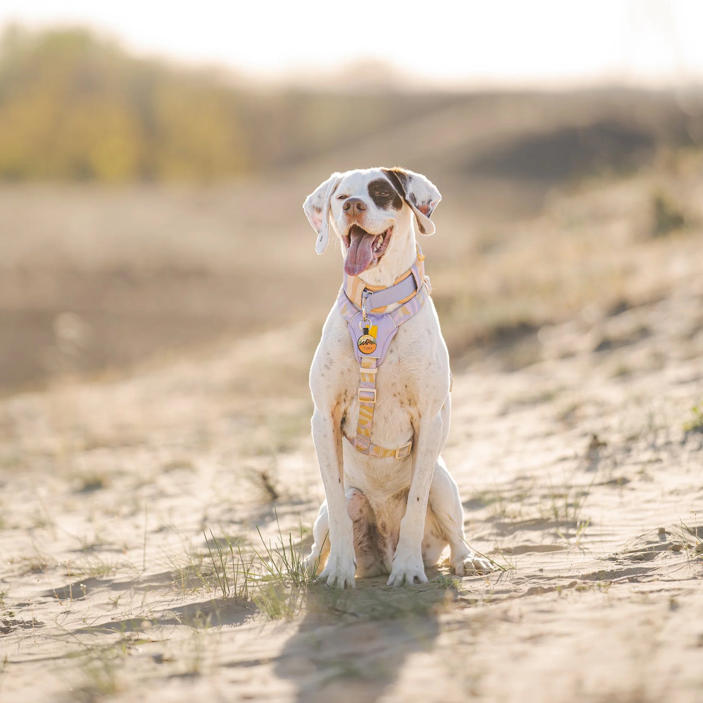 Sunshower Hundegeschirr