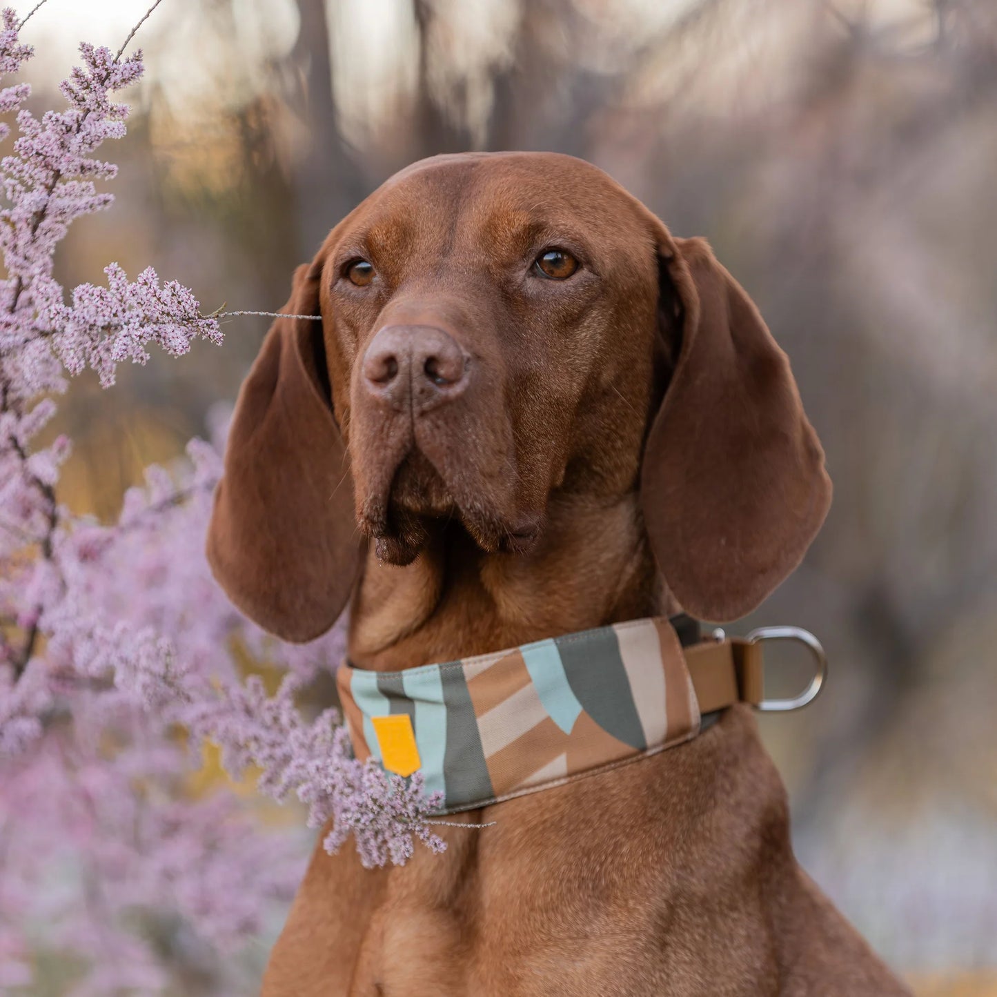 Cloudbeam Weiches Martingale Hundehalsband